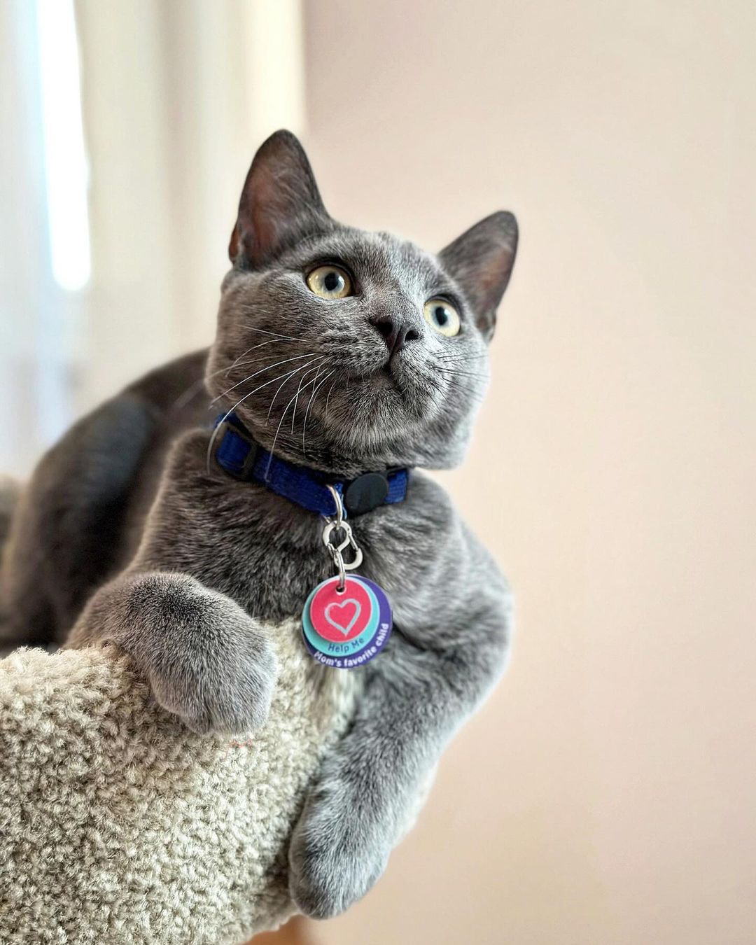 Welcome the first kitten!——Kilo