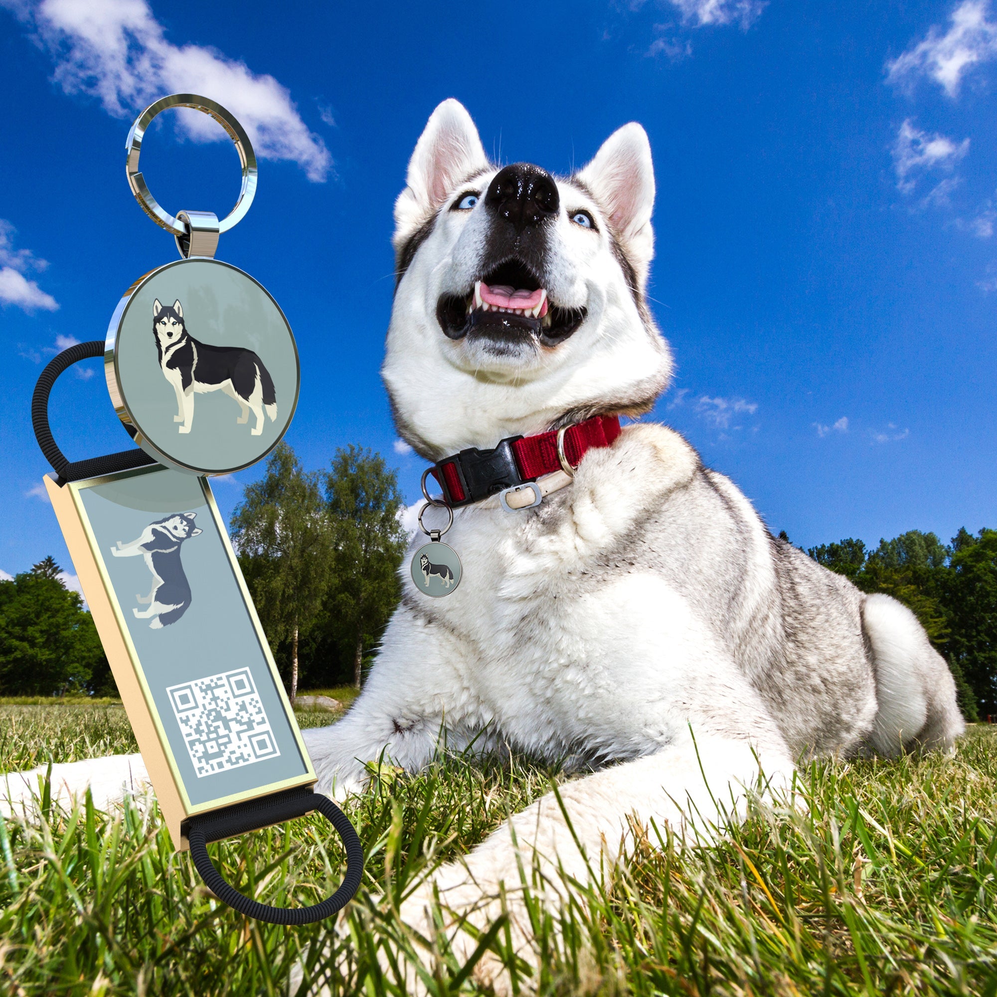 Modern QR code pet ID tag attached to a dog collar outdoors