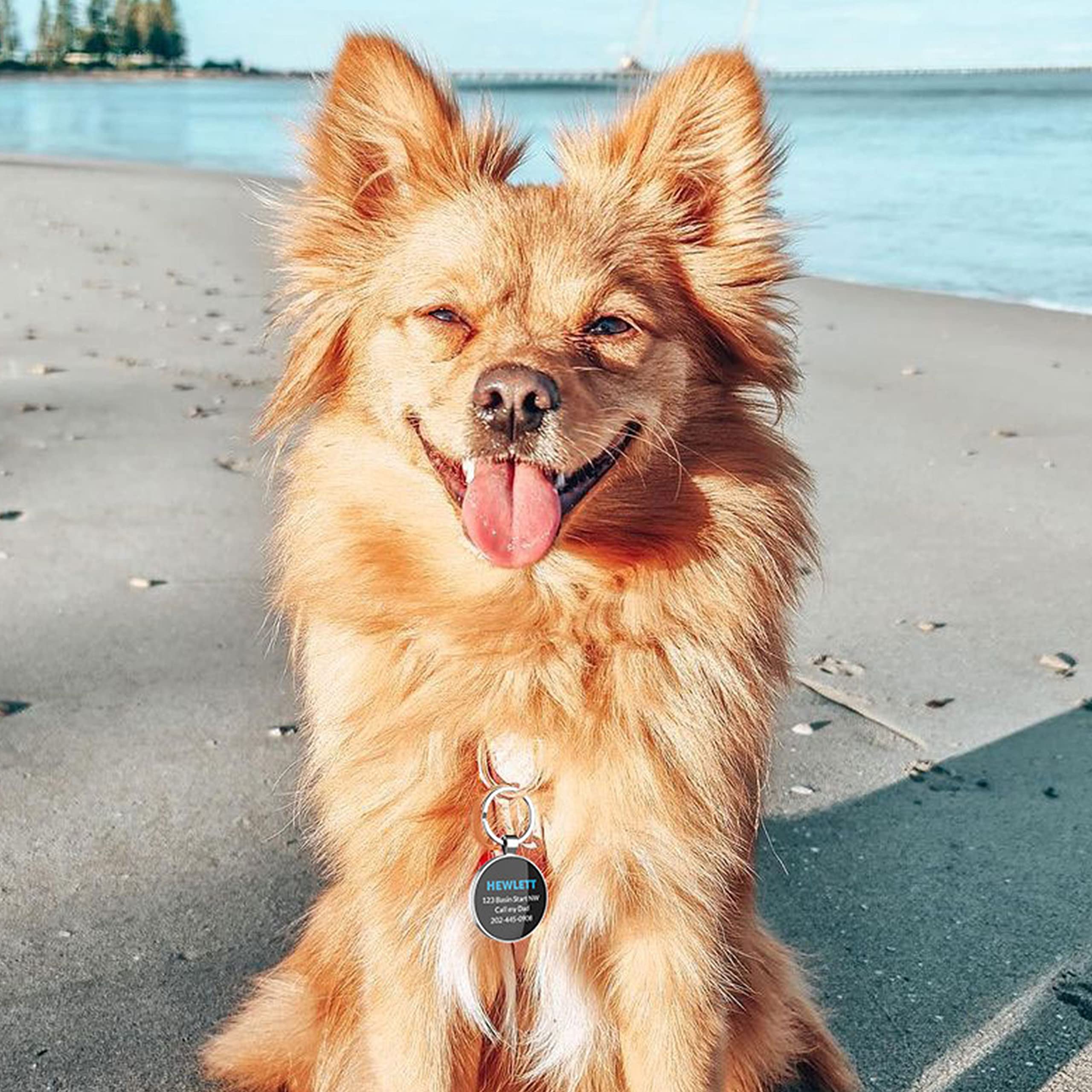 Active dog running outdoors wearing a secure silent dog ID tag