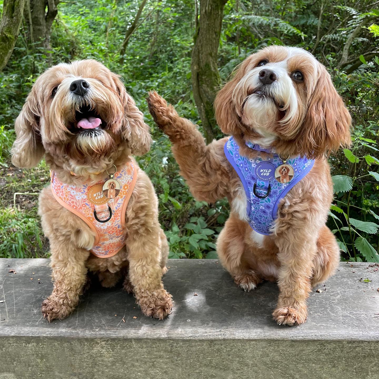 QR code pet tag Any picture-NO.150901