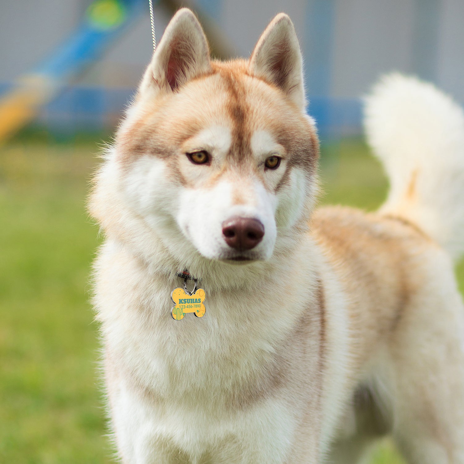 QR code pet tag Colorful text-NO.170927