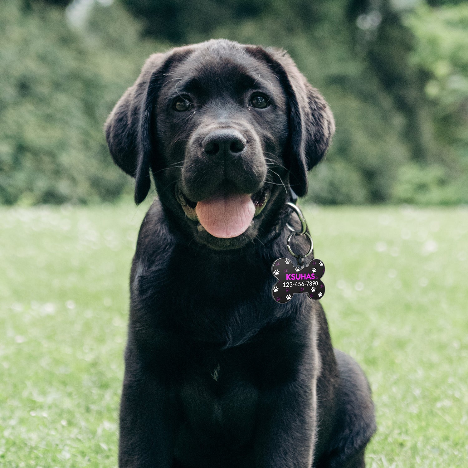 QR code pet tag Colorful text-NO.170929