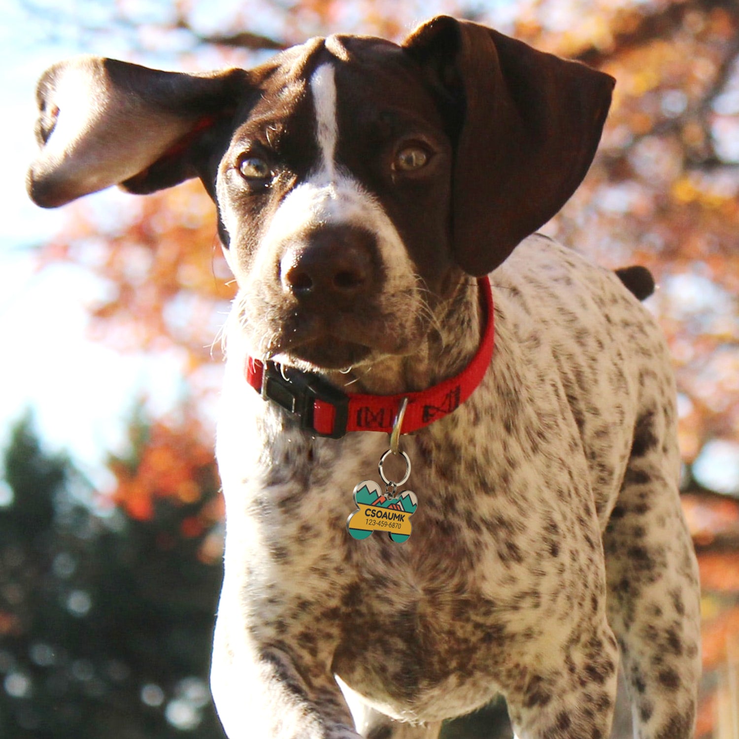 QR code pet tag Colorful text-NO.170925