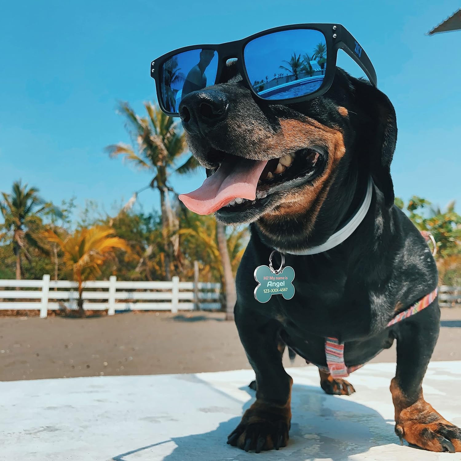 QR code pet tag Colorful text-NO.170917