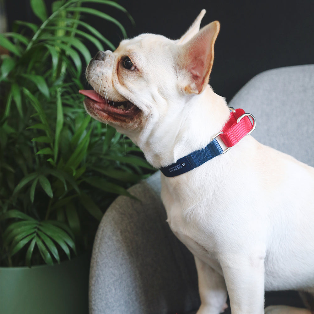 DISONTAG nylon pet collar with exclusive QR code, explosion-proof rushed + quick release buckle (Green)