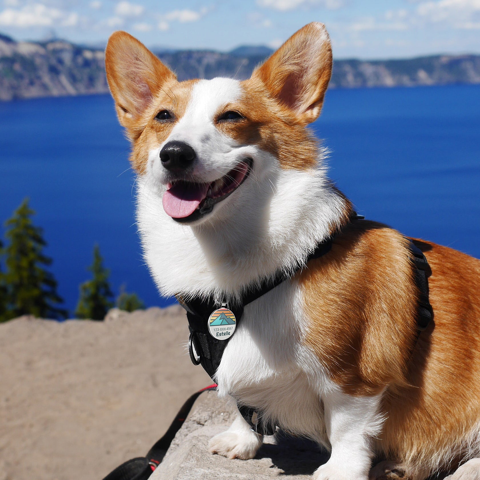 QR code pet tag Adventure tour-NO.160907