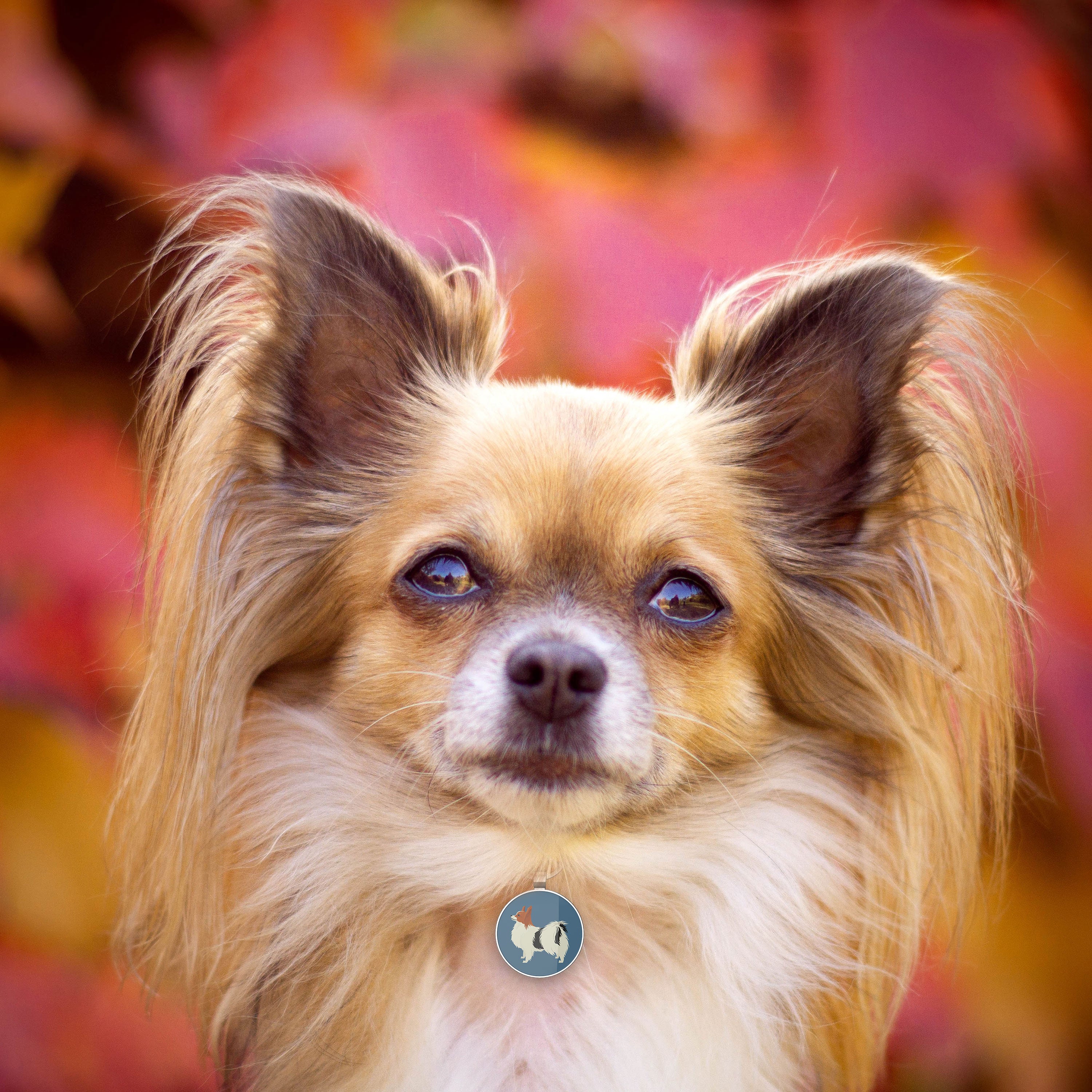 QR code pet tag Dog breeds tags-Papillon