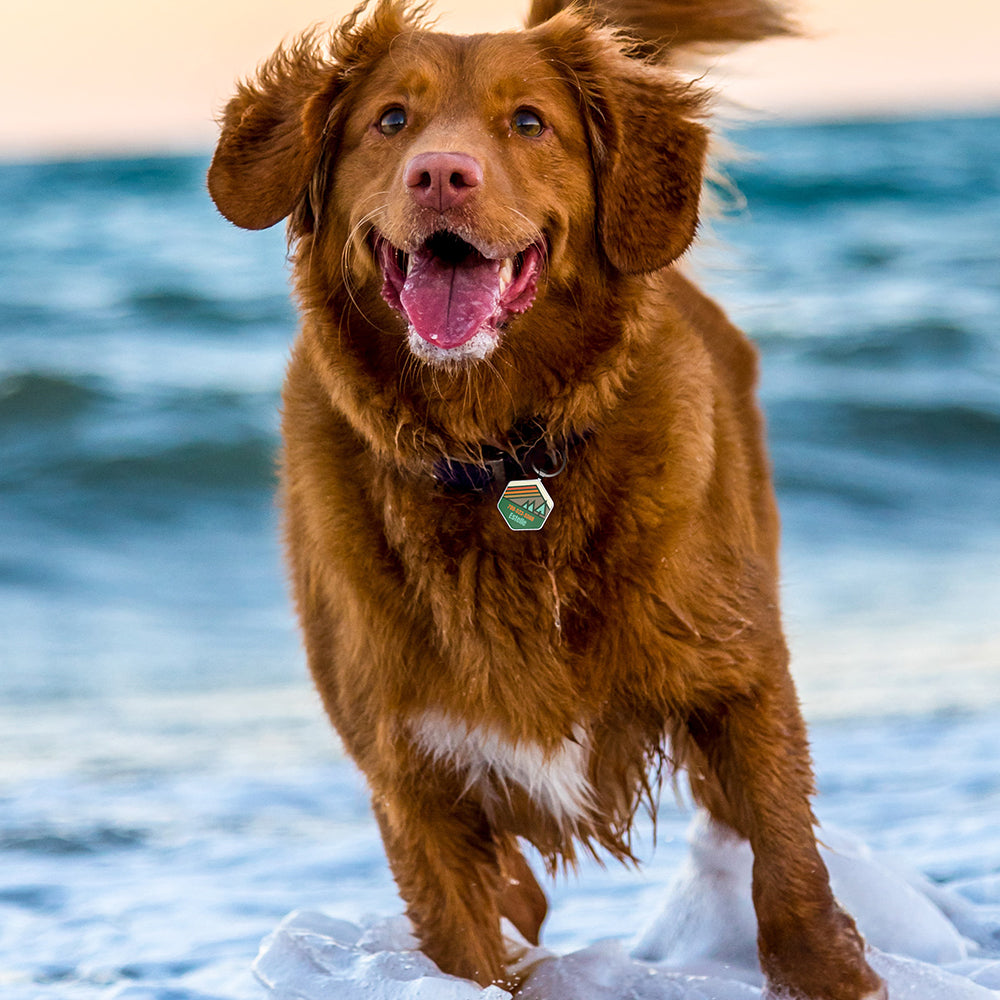 QR code pet tag Adventure tour-NO.160909