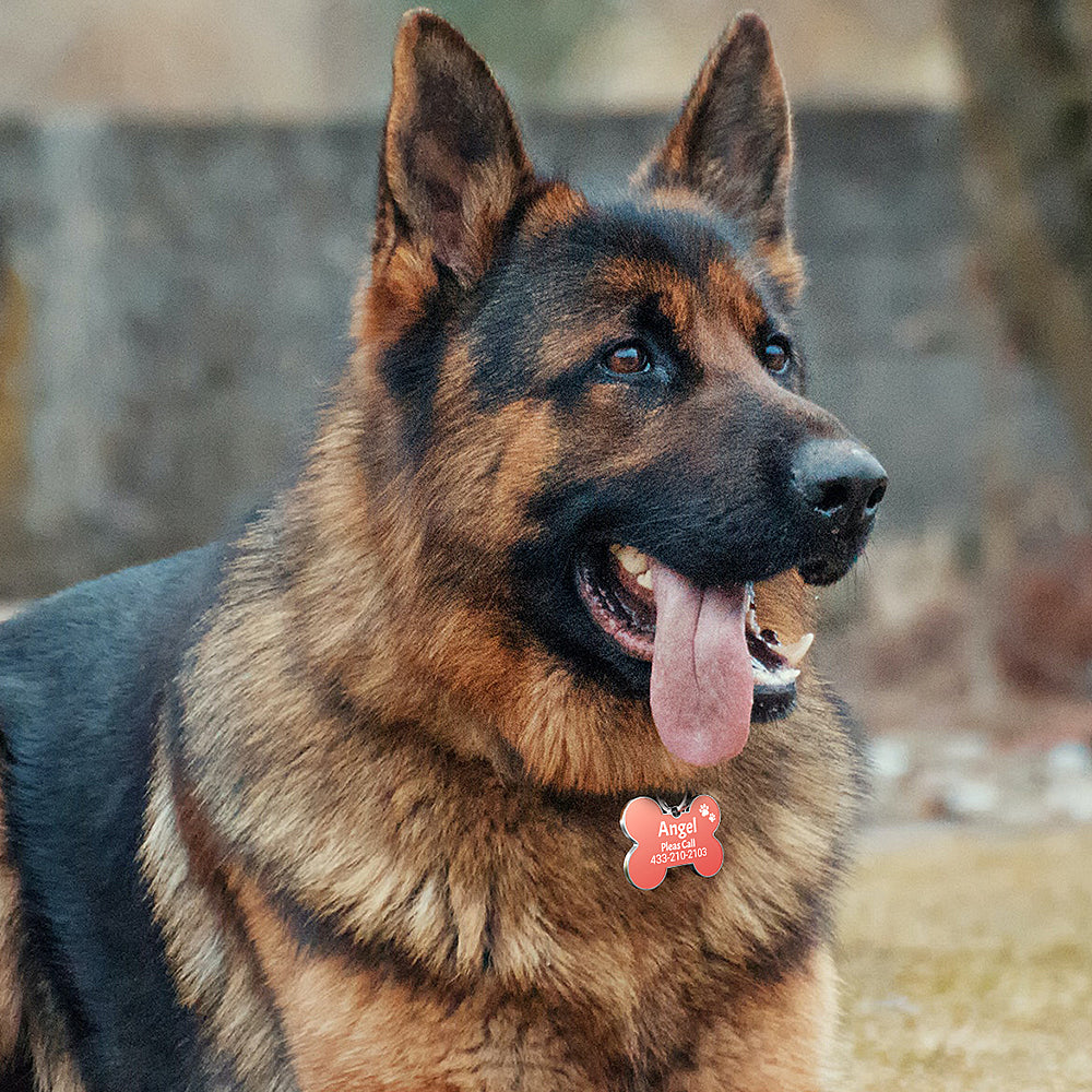 QR code pet tag Colorful text-NO.170919