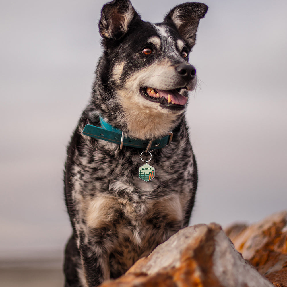 QR code pet tag Adventure tour-NO.160910