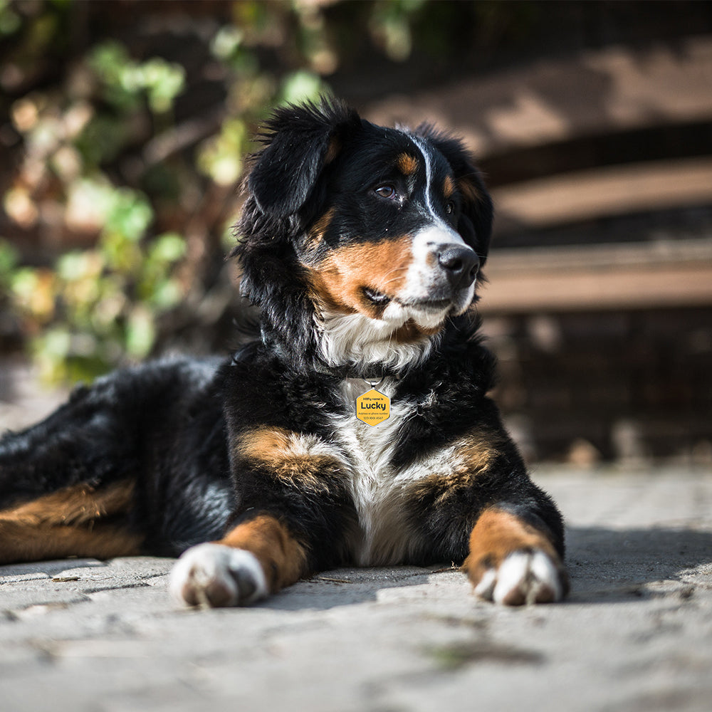 QR code pet tag Colorful text-NO.170913