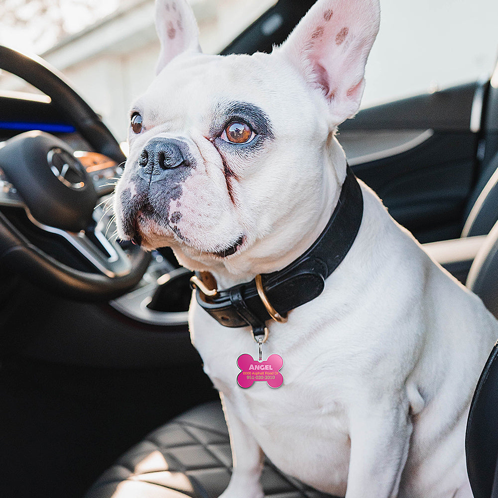 QR code pet tag Colorful text-NO.170921