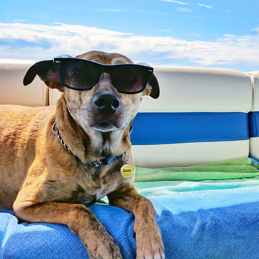 QR code pet tag Colorful text-NO.170906