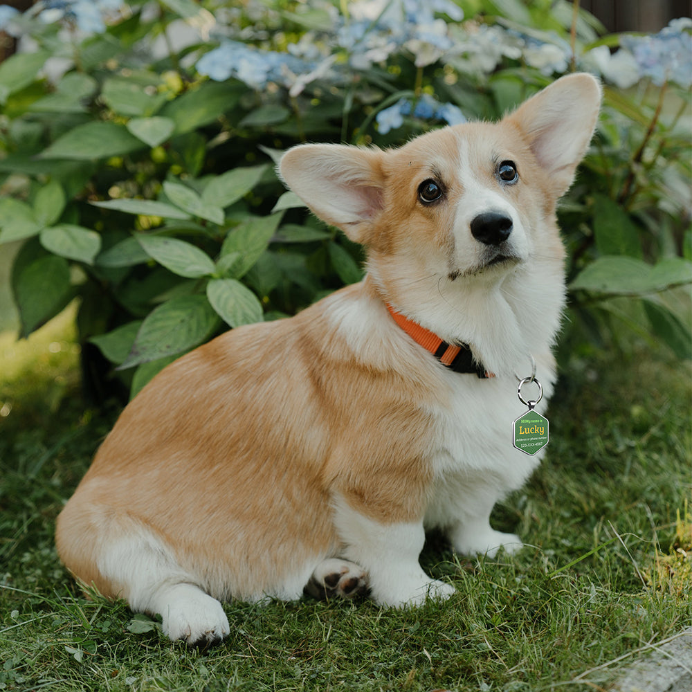 QR code pet tag Colorful text-NO.170912