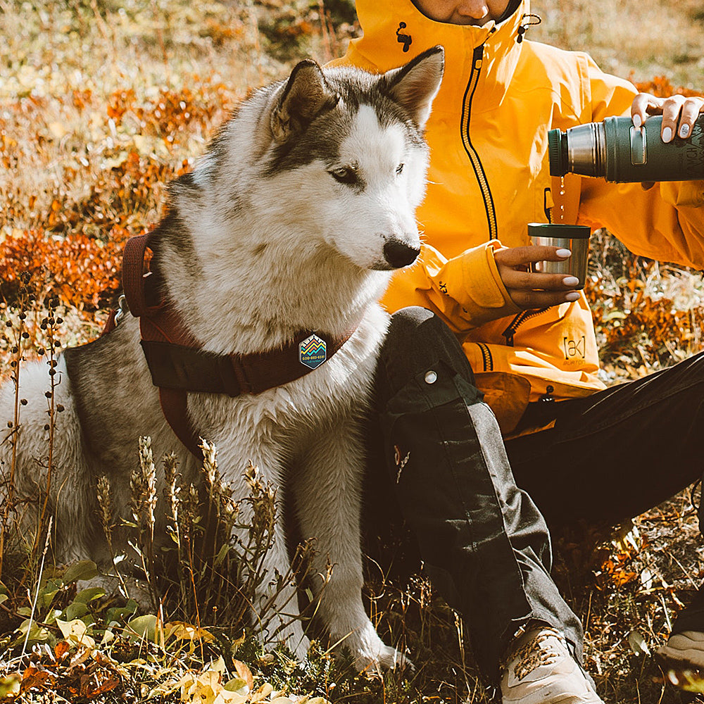 QR code pet tag Adventure tour-NO.160915