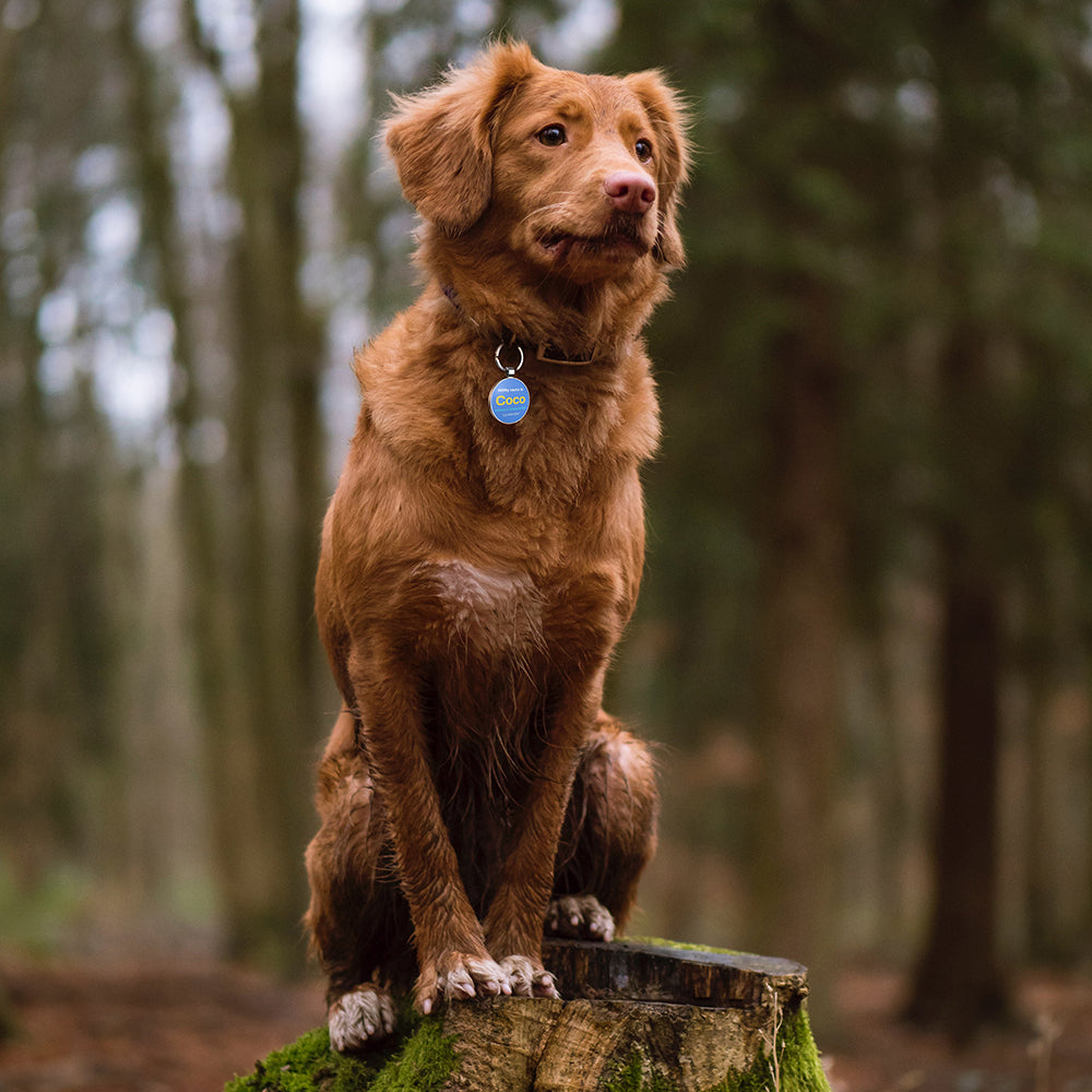 QR code pet tag Colorful text-NO.170905