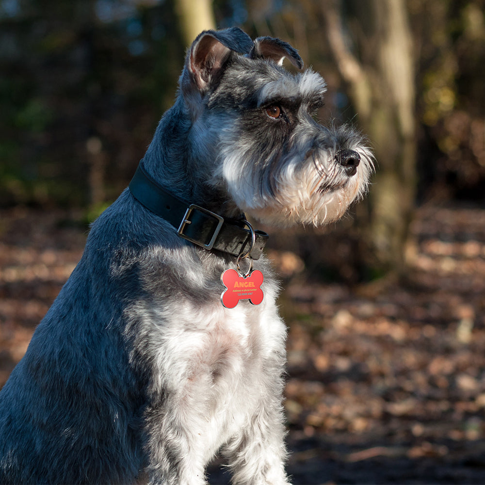 QR code pet tag Colorful text-NO.170923