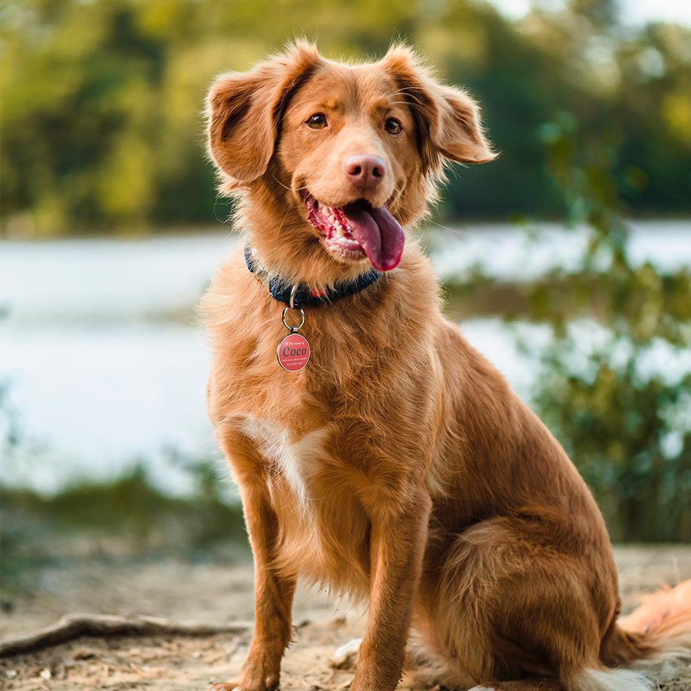 QR code pet tag Colorful text-NO.170907