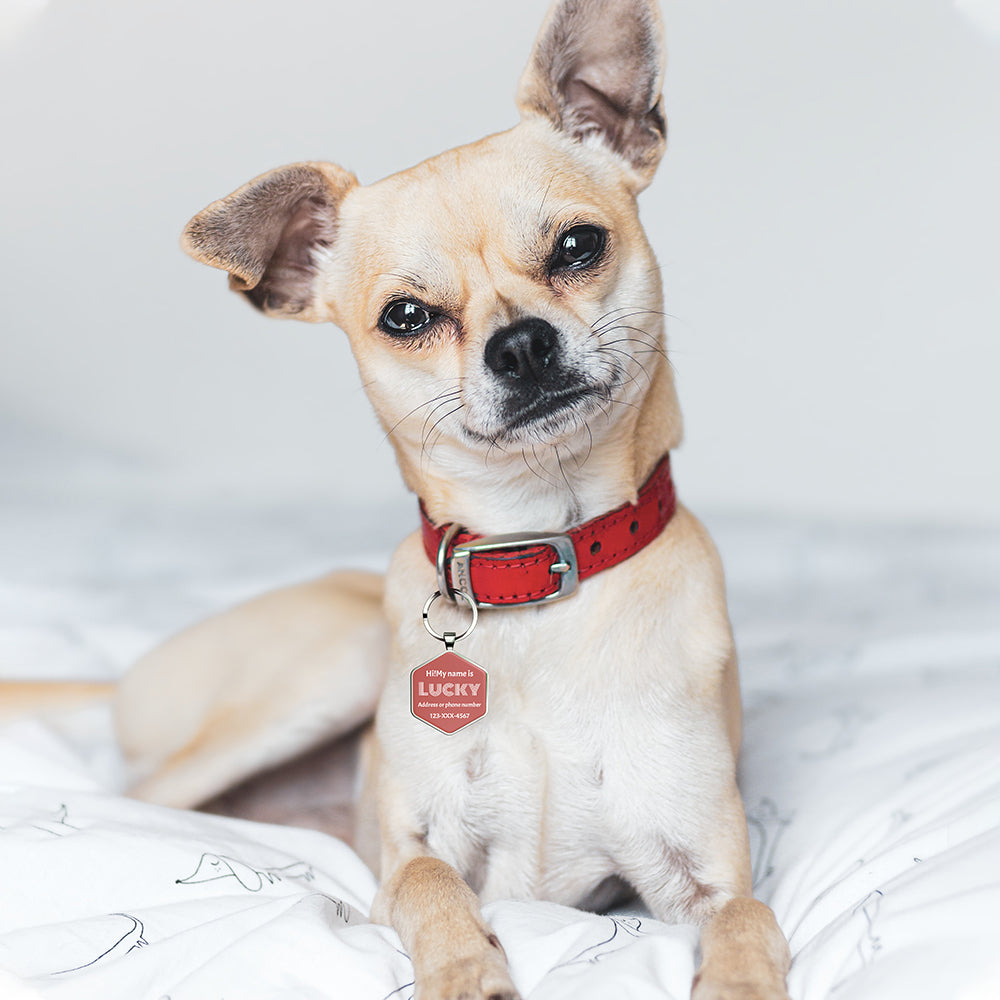 QR code pet tag Colorful text-NO.170916