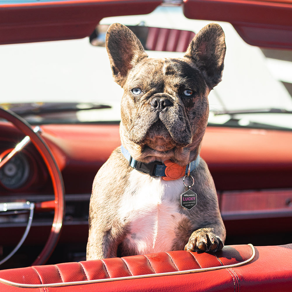 QR code pet tag Colorful text-NO.170915