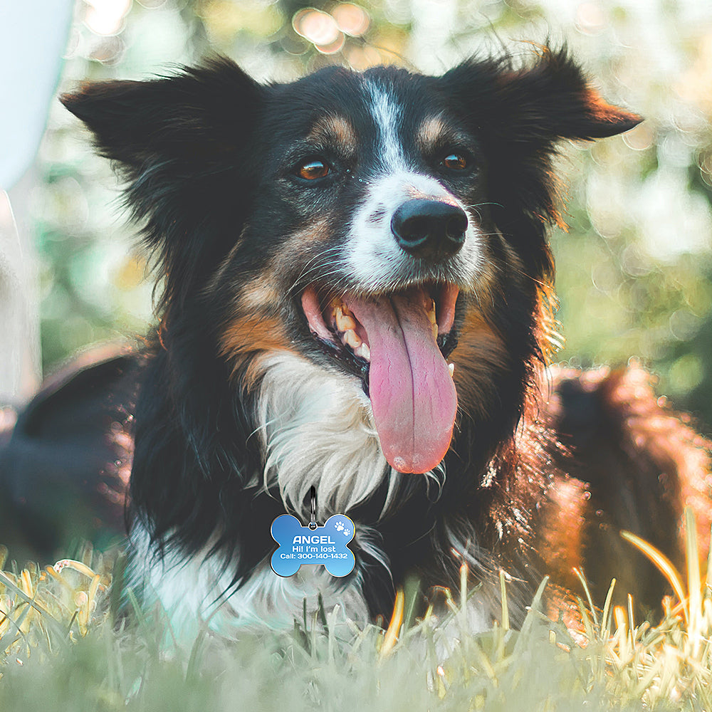 QR code pet tag Colorful text-NO.170918