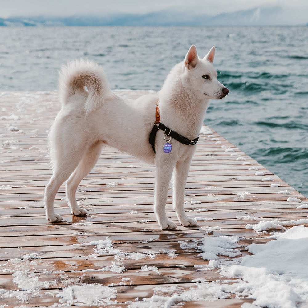 QR code pet tag Colorful text-NO.170903