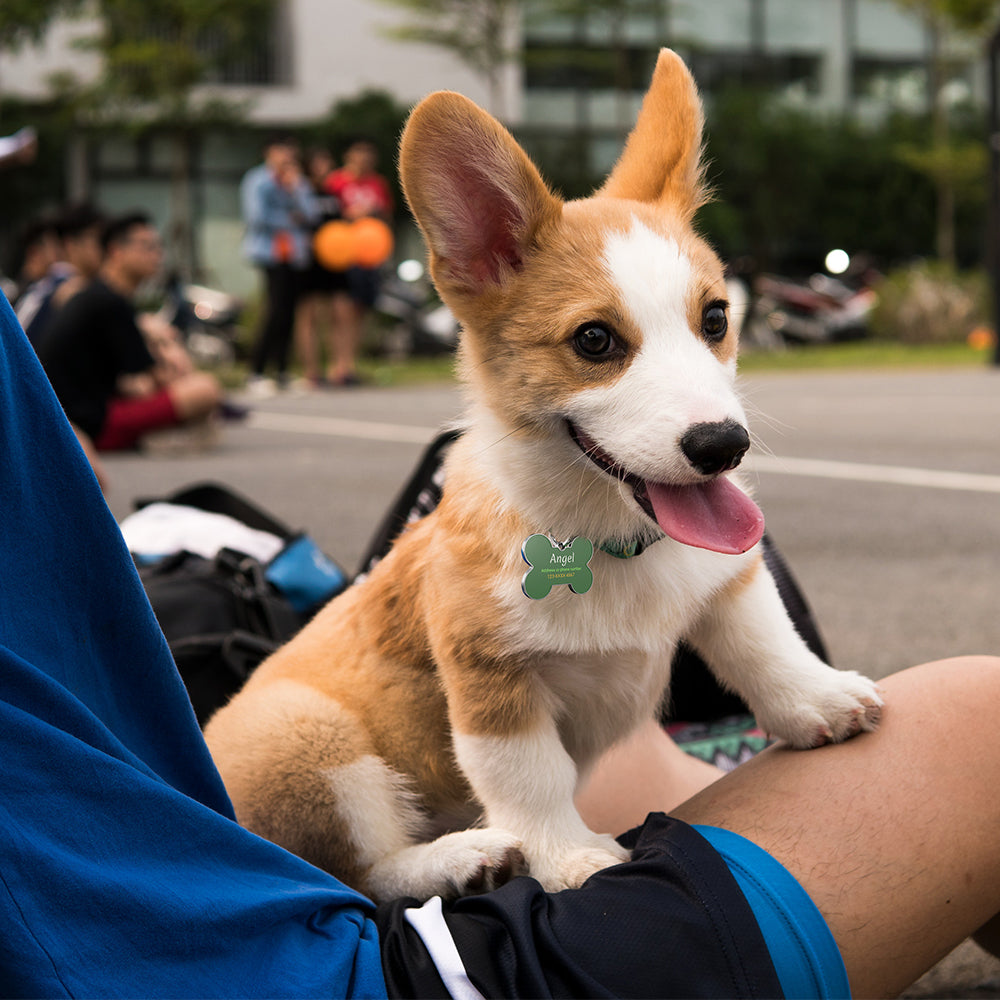 QR code pet tag Colorful text-NO.170922