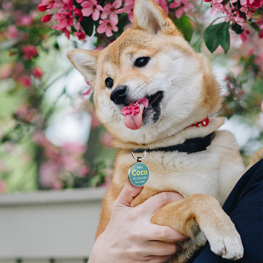 QR code pet tag Colorful text-NO.170901