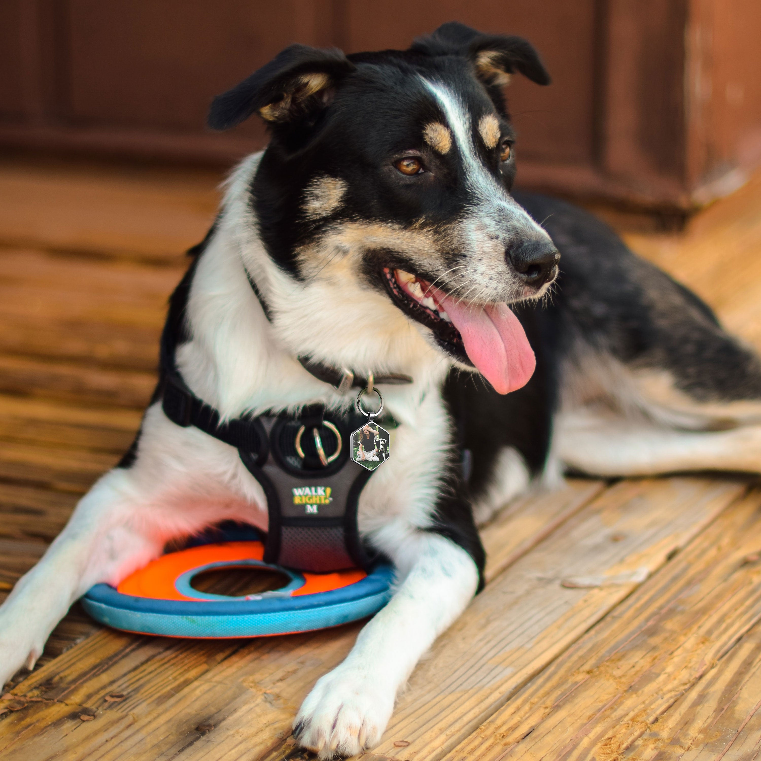 QR code pet tag Any picture-NO.150902