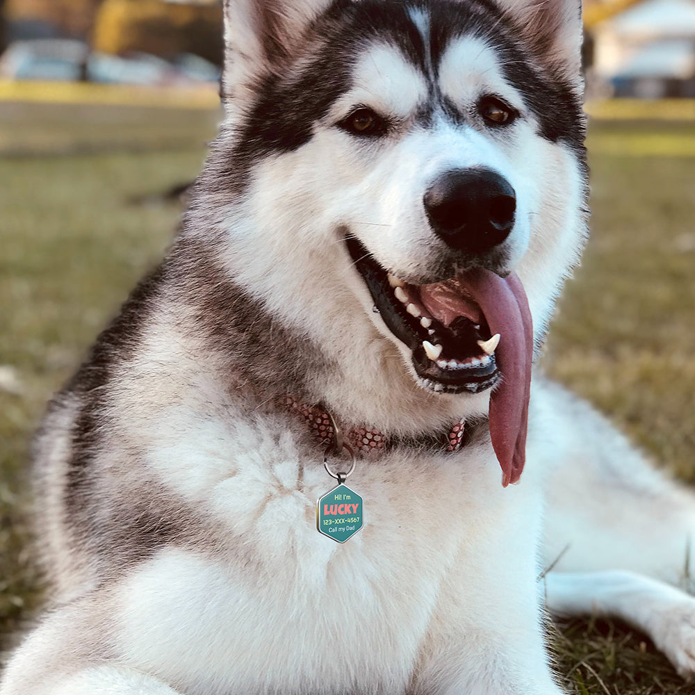 QR code pet tag Colorful text-NO.170910