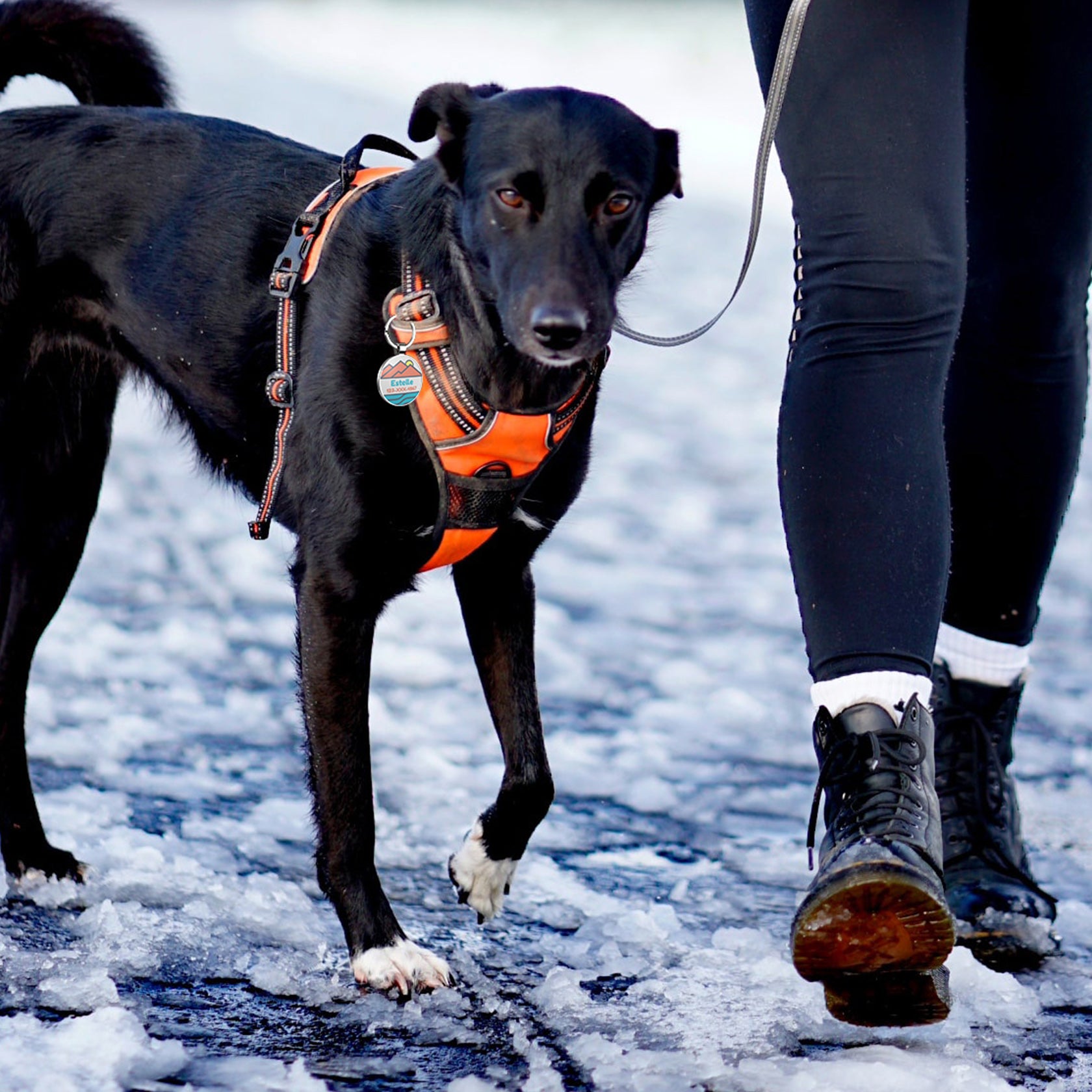 QR code pet tag Adventure tour-NO.160901