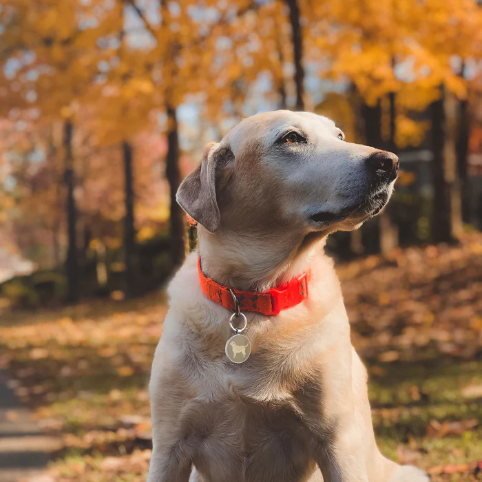 Dog Collar and Lead Colours: What Do They Mean?