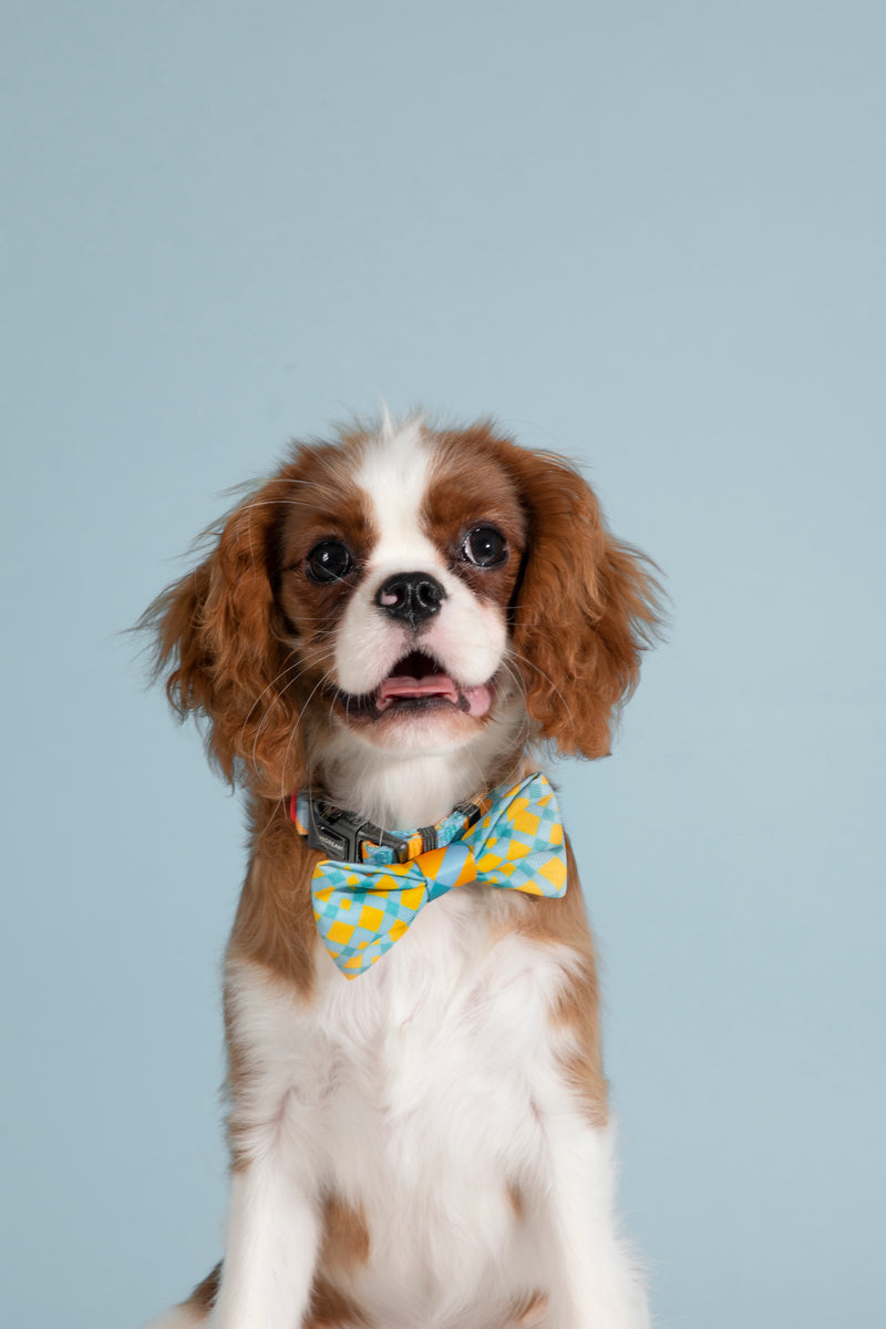 DISONTAG Bow Tie for Pets Fun Bow Ties for Dogs & Cats Bowties For Birthday Wedding Parties ---Sunrise