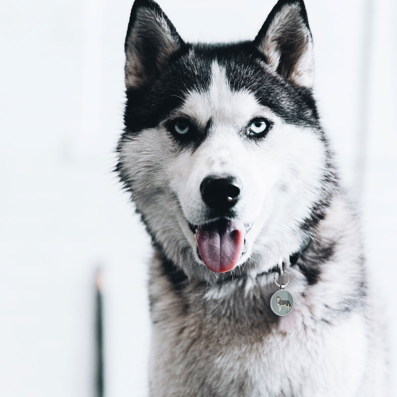 QR code pet tag Dog breeds tags-Siberian Husky