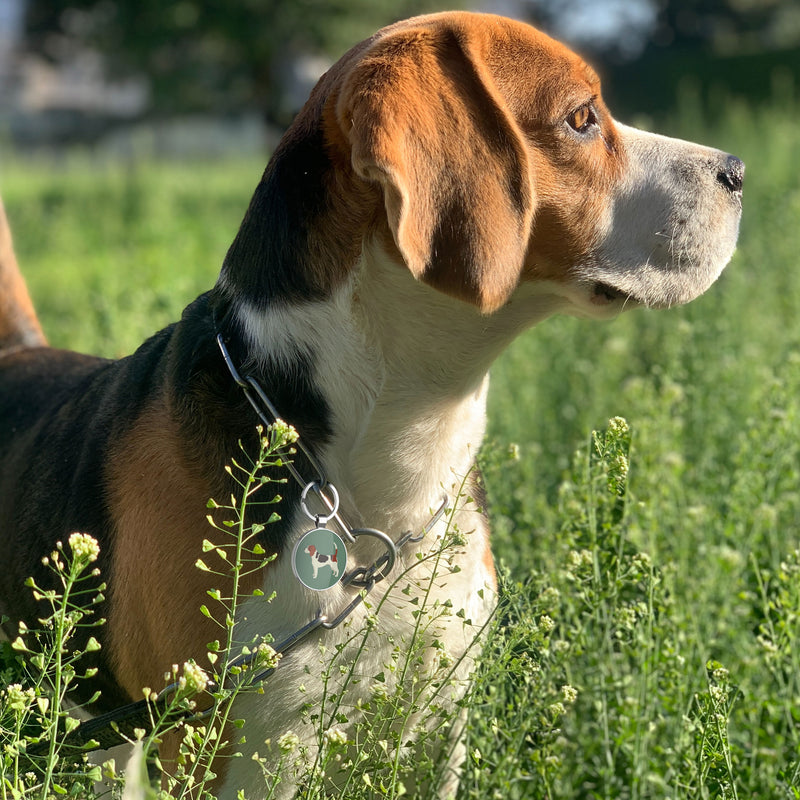QR code pet tag Dog breeds tags-Beagle