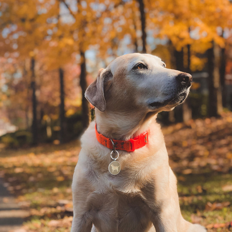 QR code pet tag Dog breeds tags-Labrador Retriever