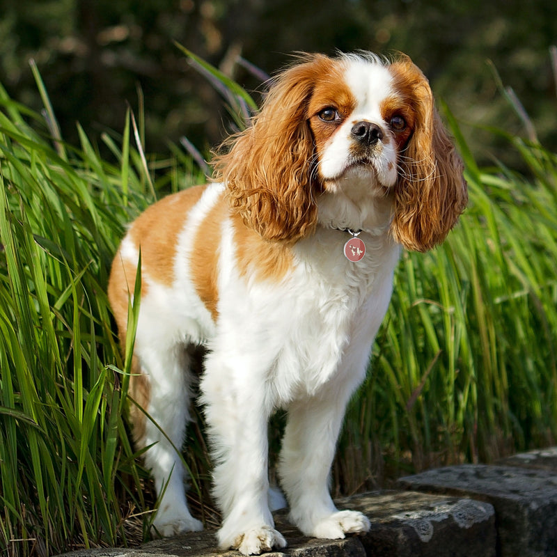 QR code pet tag Dog breeds tags-Cavalier King Charles Spanie