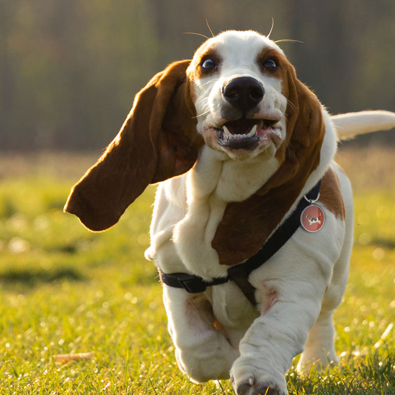 QR code pet tag Dog breeds tags-Basset Hound