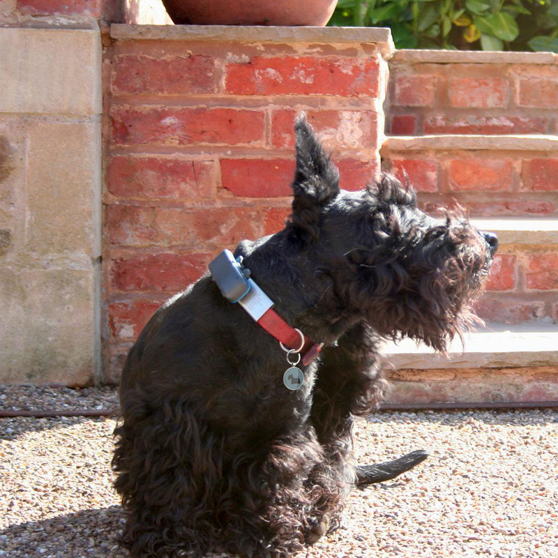 QR code pet tag Dog breeds tags-Scottish Terrier