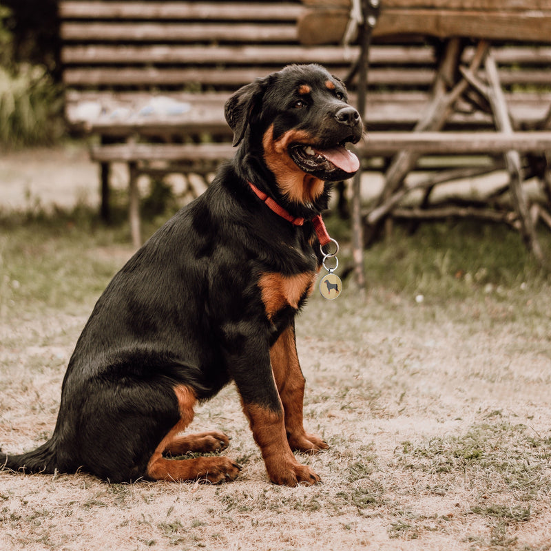 QR code pet tag Dog breeds tags-Rottweiler