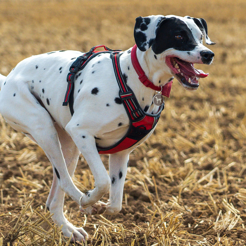 QR code pet tag Dog breeds tags-Dalmatian