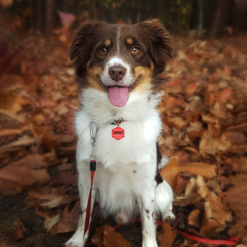 QR code pet tag Colorful text-NO.170914