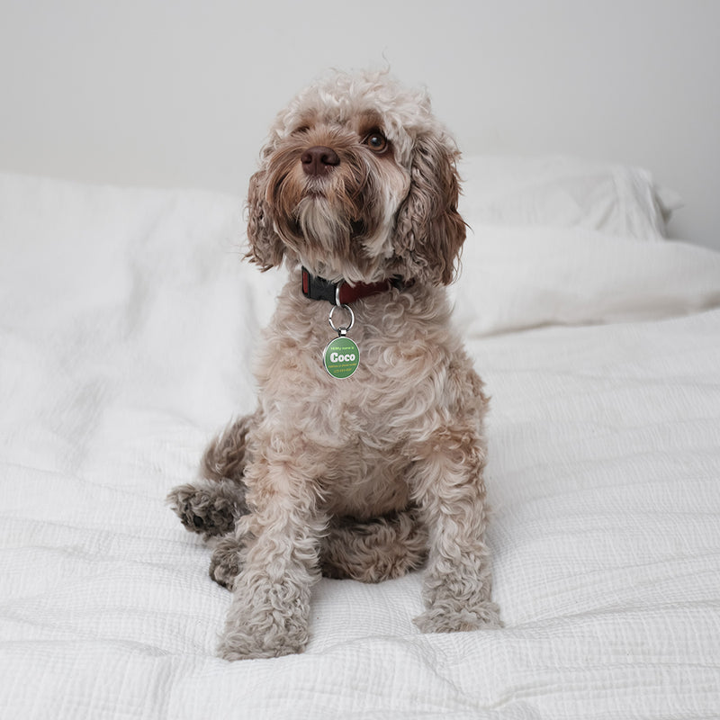 QR code pet tag Colorful text-NO.170904
