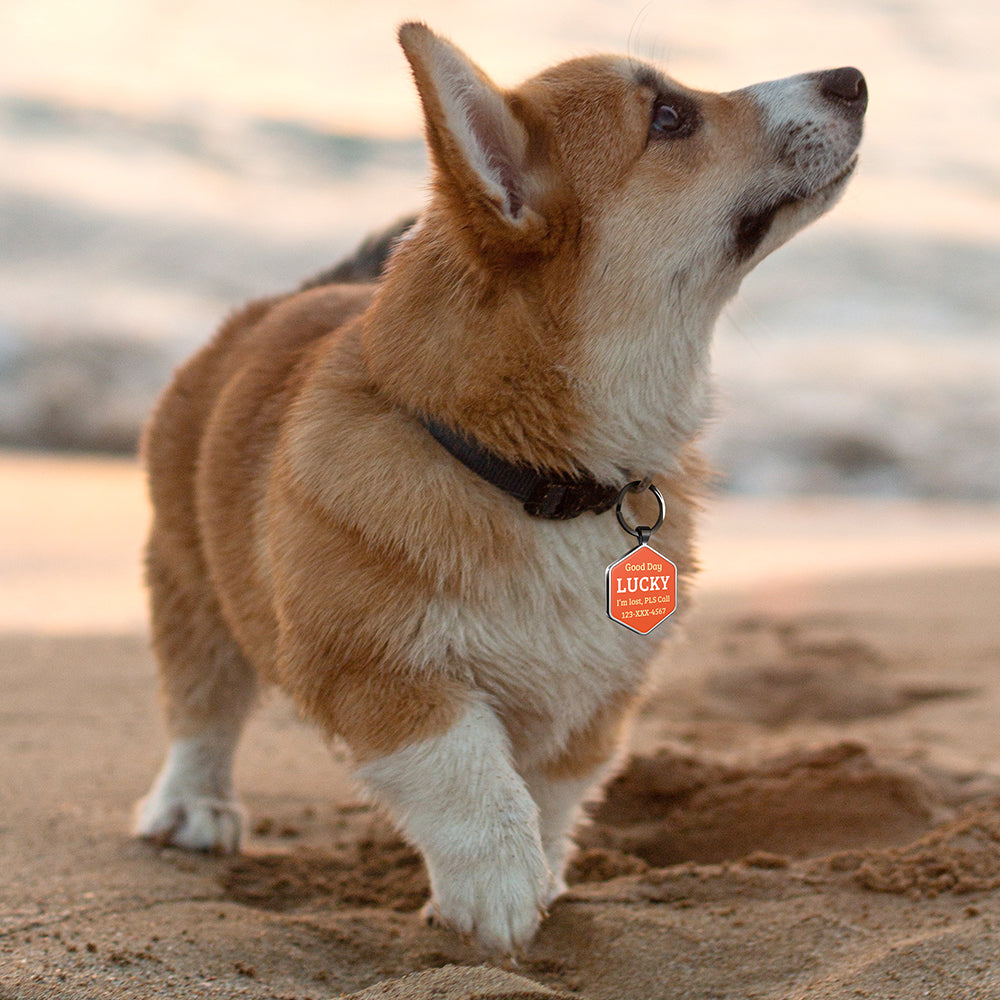 QR code pet tag Colorful text-NO.170911