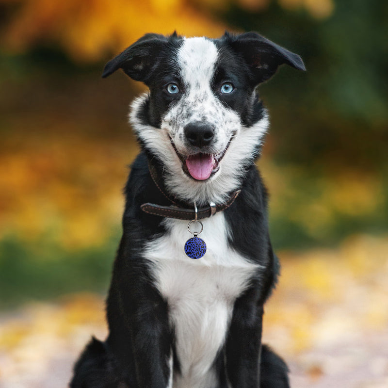 QR code pet tags-NO.150602